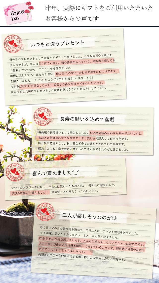 盆栽 ペアセット 長寿梅と五葉松【盆栽 ペアセット 初心者向け 花盆栽 松盆栽 縁起の良い】_4