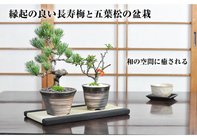 盆栽 ペアセット 長寿梅と五葉松【盆栽 ペアセット 初心者向け 花盆栽 松盆栽 縁起の良い】_3