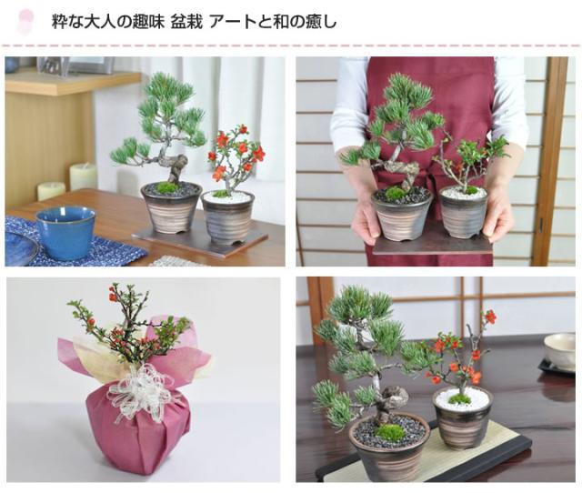 盆栽 ペアセット 長寿梅と五葉松【盆栽 ペアセット 初心者向け 花盆栽 松盆栽 縁起の良い】_8