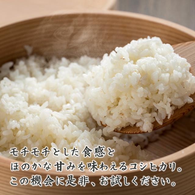 令和7年産 丹波産 コシヒカリ 20kg(5kg×4袋) 送料無料 選べる 白米 無