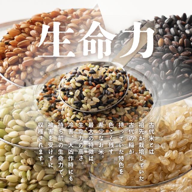 くず米 くず米 青米 山田錦 令和6年産 兵庫県産 減農薬 ネオニコチ