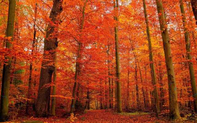 絵画風 壁紙ポスター 鮮やかな紅葉の森 もみじ道 秋の景色 紅葉の森林浴 癒し ワイド版 603mm 376mm の通販はau Pay マーケット レアルインターショップ Au Pay マーケット店