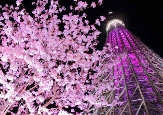 絵画風 壁紙ポスター はがせるシール式 東京スカイツリーと夜桜のツーショット ピンクの夜景 キャラクロ Tst 011a1 A1版 0mm 585mmの通販はau Pay マーケット レアルインターショップ Au Pay マーケット店