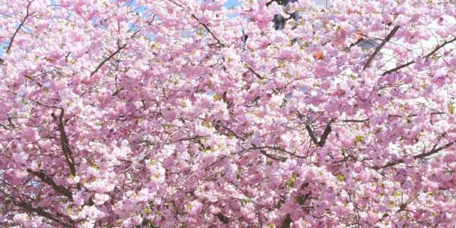 絵画風 壁紙ポスター 満開のさくら 桜の景色 八重桜 サクラ 開花 お