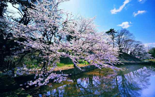 絵画風 壁紙ポスター さくらの開花 春の景色 桜の木 青空 陽射し サクラ 八重桜 ソメイヨシノ Fskr 023w2 ワイド版 603mm 376mm の通販はau Pay マーケット レアルインターショップ Au Pay マーケット店