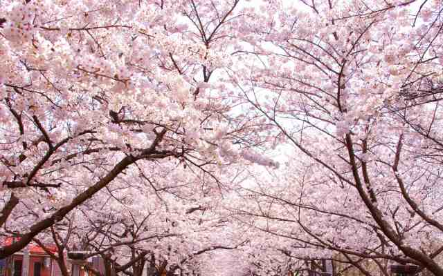絵画風 壁紙ポスター さくらの開花 春の景色 桜の木 サクラ 八重桜