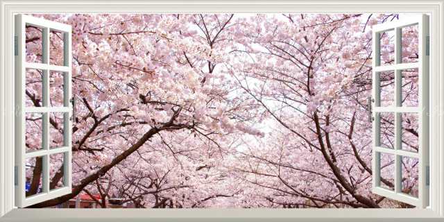 絵画風 壁紙ポスター さくらの開花 春の景色 桜の木 サクラ 八重桜 ソメイヨシノ パノラマ 窓仕様 Fskr 025ms1 1152mm 576mm の通販はau Pay マーケット レアルインターショップ Au Pay マーケット店