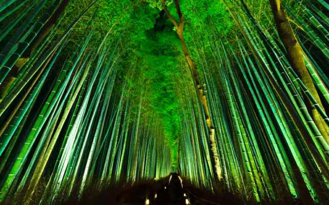 絵画風 壁紙ポスター 地球の撮り方 浮かび上がる竹の道 京都嵐山の