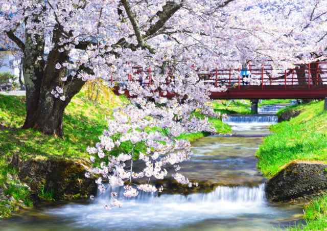 絵画風 壁紙ポスター 地球の撮り方 流れ落ちる段々の川と桜の絶景