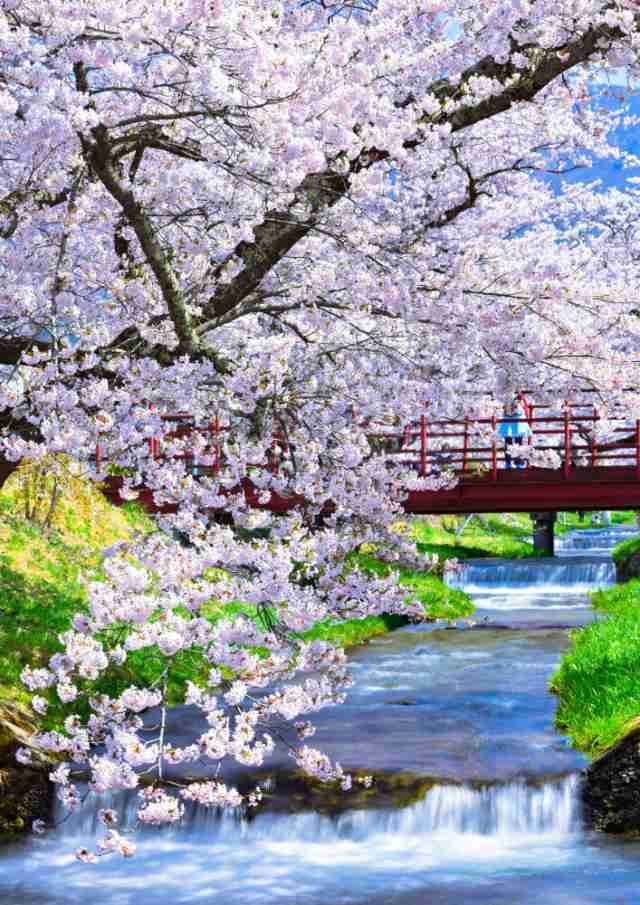 絵画風 壁紙ポスター 地球の撮り方 流れ落ちる段々の川と桜の絶景 猪苗代町の観音寺川の桜並木 日本の絶景 C Zjp 078a2 A2版 420mmの通販はau Pay マーケット レアルインターショップ Au Pay マーケット店