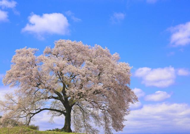 絵画風 壁紙ポスター -地球の撮り方- 孤高の一本桜 わに塚の桜 山梨県韮崎市 日本の絶景 C-ZJP-022A2 （A2版 594mm×420mm）  ｜au PAY マーケット