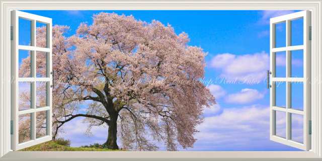 絵画風 壁紙ポスター 地球の撮り方 孤高の一本桜 わに塚の桜 山梨県韮崎市 パノラマ 日本の絶景 窓仕様 C Zjp 022ms1 1152mm 5の通販はau Wowma レアルインターショップ Au Wowma 店