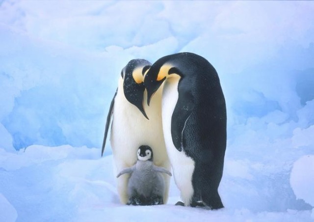 絵画風 壁紙ポスター ペンギンの家族 コウテイペンギン 南極大陸 鳥