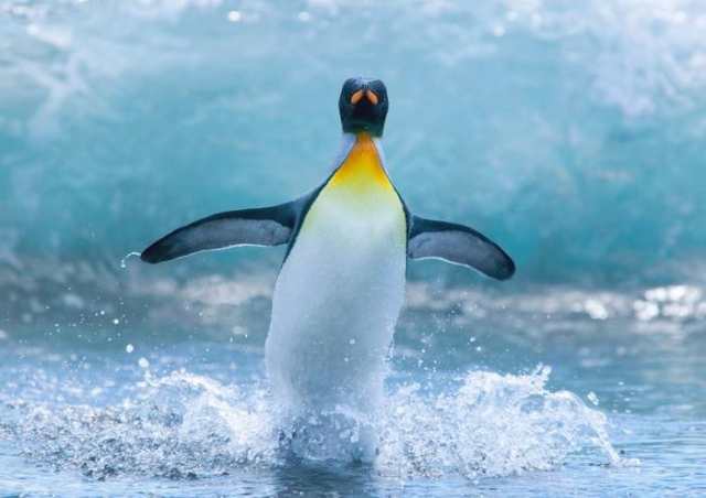 絵画風 壁紙ポスター ペンギンのダンス コウテイペンギン 南極大陸 鳥