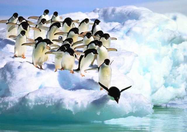 絵画風 壁紙ポスター ペンギンの群れ 飛び込み アデリーペンギン 南極