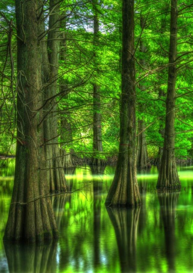 絵画風 壁紙ポスター 地球の撮り方 福岡の街中に現れた異世界 篠栗 ささぐり 九大の森の落羽松 C Zjp 005a2 版 4mm 594mm の通販はau Pay マーケット レアルインターショップ Au Pay マーケット店 絵画風 壁紙ポスター 地球の撮り方 福岡の街中に現れた異世界 篠栗 ささぐり 九大の森の落羽松 C Zjp 005a2 版 4mm 594mm の通販はau Pay マーケット レアルインターショップ Au Pay マーケット店