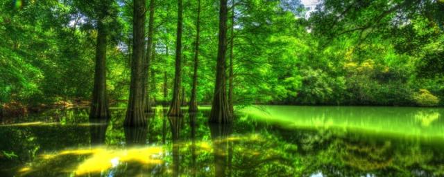 絵画風 壁紙ポスター 地球の撮り方 福岡の街中に現れた異世界 篠栗 九大の森の落羽松 C Zjp 006p1 パノラマ版 1440mm 576mm の通販はau Pay マーケット レアルインターショップ Au Pay マーケット店