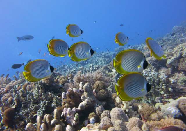 絵画風 壁紙ポスター チョウチョウ魚 サンゴ ダイビング 深海 海 キャラクロ Dvg 008a1 A1版 0mm 585mm の通販はau Pay マーケット レアルインターショップ Au Pay マーケット店