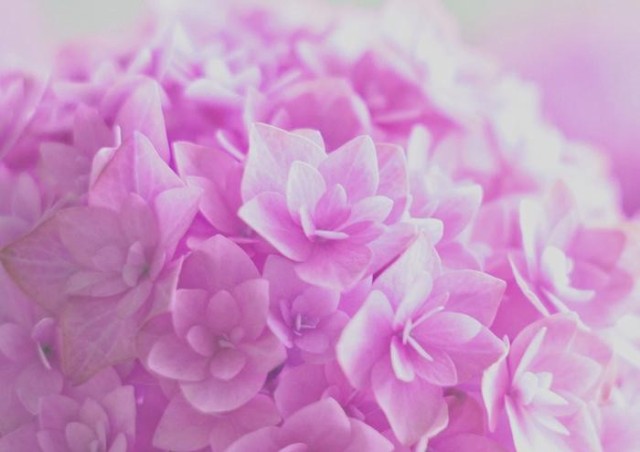 絵画風 壁紙ポスター ピンクのアジサイ 紫陽花 ホンアジサイ ガク