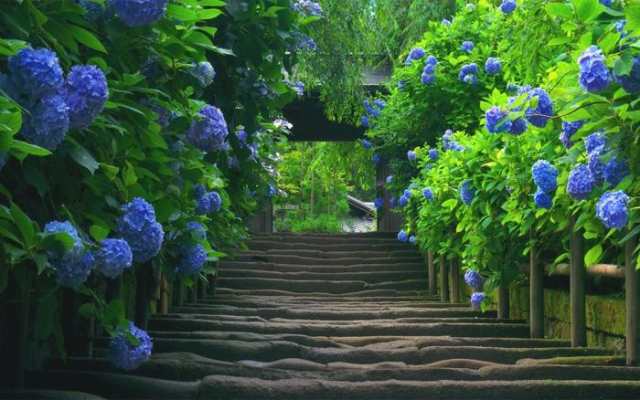 絵画風 壁紙ポスター あじさい寺 鎌倉 明月院 紫陽花の門 アジサイ 花