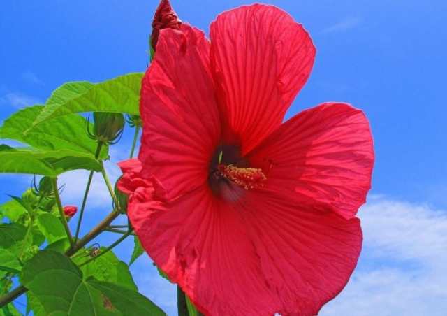 絵画風 壁紙ポスター 赤いハイビスカスの花 青空 ブッソウゲ 仏桑華