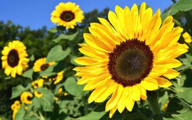 絵画風 壁紙ポスター ひまわり 向日葵 ヒマワリ 太陽の花 サンフラワー