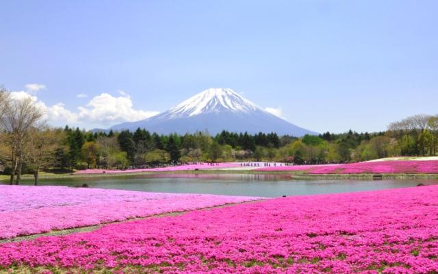 お客様満足度no 1 絵画風 壁紙ポスター 富士芝桜 富士山 本栖湖 富士芝桜まつり さくら 扉なし窓仕様 Fjs 057na1 A1版 0mm 585mm 60 Off Asadtv Com
