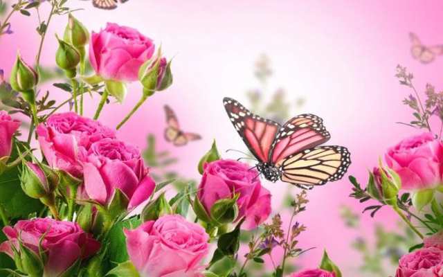 絵画風 壁紙ポスター ピンクのバラと蝶々 薔薇 ロゼット咲き モダン