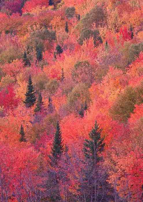 絵画風 壁紙ポスター 紅葉 もみじ 森林 秋景色 色鮮やか カラフル 癒し
