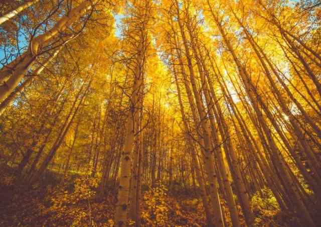 絵画風 壁紙ポスター 黄葉 樹木 森林 陽射し 黄色 黄金色 紅葉 癒し