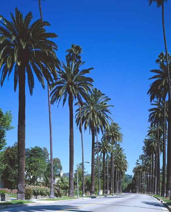 絵画風 壁紙ポスター ロサンゼルス ビバリーヒルズ ヤシの木