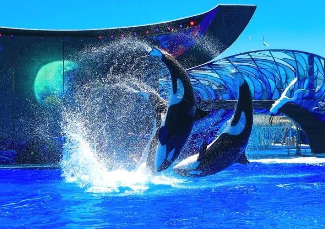 絵画風 壁紙ポスター シャチ オルカ ジャンプの競演 オーランドsea World グランパス Killer Whale Orca 006a1 A1版 0mm 585mm の通販はau Pay マーケット レアルインターショップ Au Pay マーケット店