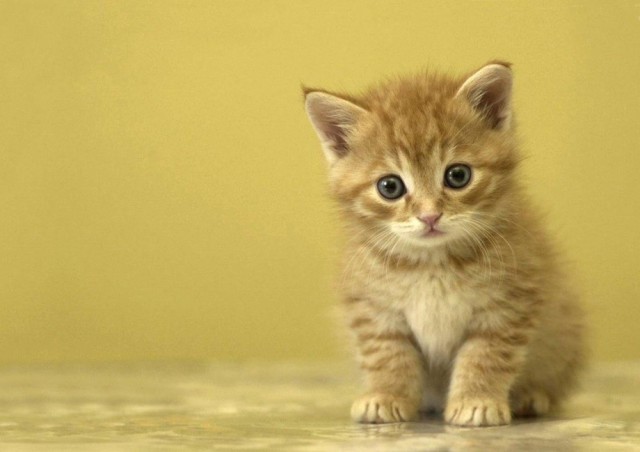 絵画風 壁紙ポスター 子猫 ペット ネコ おすわり かわいい キャット
