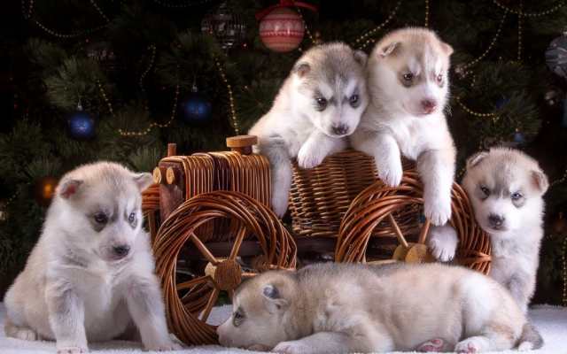 絵画風 壁紙ポスター 5匹のシベリアンハスキーの子犬 ペット イヌ