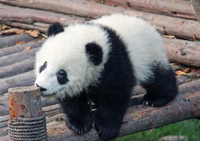 絵画風 壁紙ポスター パンダの子供 ジャイアントパンダ Panda パンダ キャラクロ Pnda 006a1 A1版 0mm 585mm Au Pay マーケット
