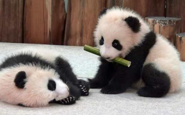 絵画風 壁紙ポスター 赤ちゃんパンダの兄弟 ジャイアントパンダ Panda