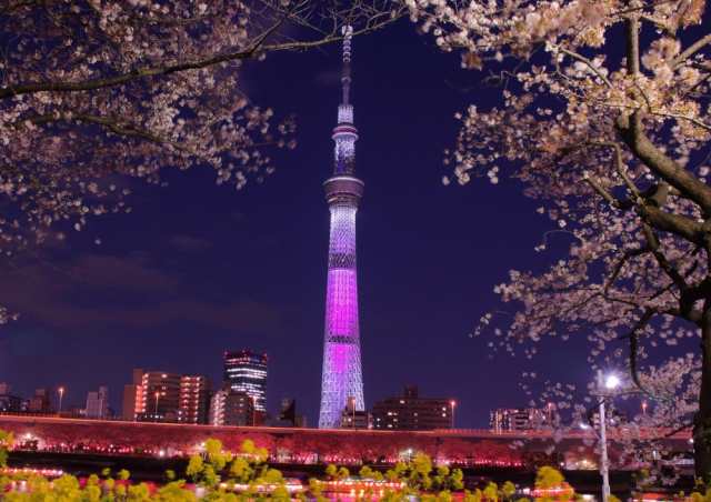 絵画風 壁紙ポスター 東京スカイツリーと夜桜 ライトアップ ピンク 夜景 キャラクロ Tst 010a2 版 594mm 4mm の通販はau Pay マーケット レアルインターショップ Au Pay マーケット店