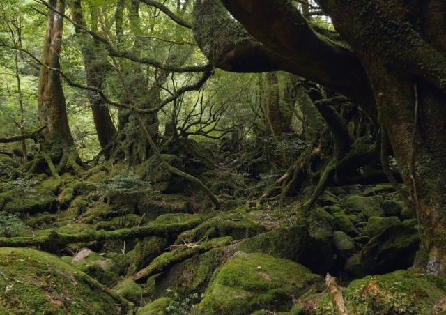 絵画風 壁紙ポスター 屋久島 東洋のガラパゴス もののけ 神秘的 キャラクロ Yks 002a2 版 594mm 4mm の通販はau Pay マーケット レアルインターショップ Au Pay マーケット店