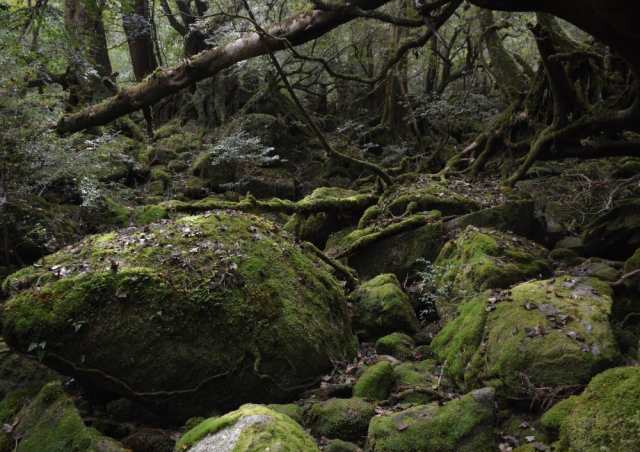 絵画風 壁紙ポスター 屋久島 東洋のガラパゴス 苔 もののけ 神秘的