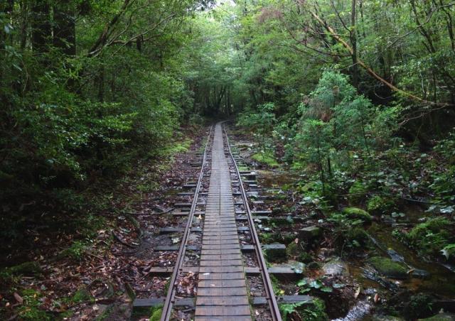 絵画風 壁紙ポスター 屋久島 森 トロッコ橋 もののけ 神秘的 キャラクロ Yks 007a2 版 594mm 4mm の通販はau Pay マーケット レアルインターショップ Au Pay マーケット店