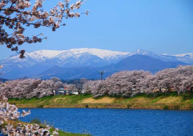 絵画風 壁紙ポスター 蔵王連峰 蔵王山 桜 シダレザクラ 日本百名山 キャラクロ Zao 003a1 A1版 0mm 585mm の通販はau Pay マーケット レアルインターショップ Au Pay マーケット店