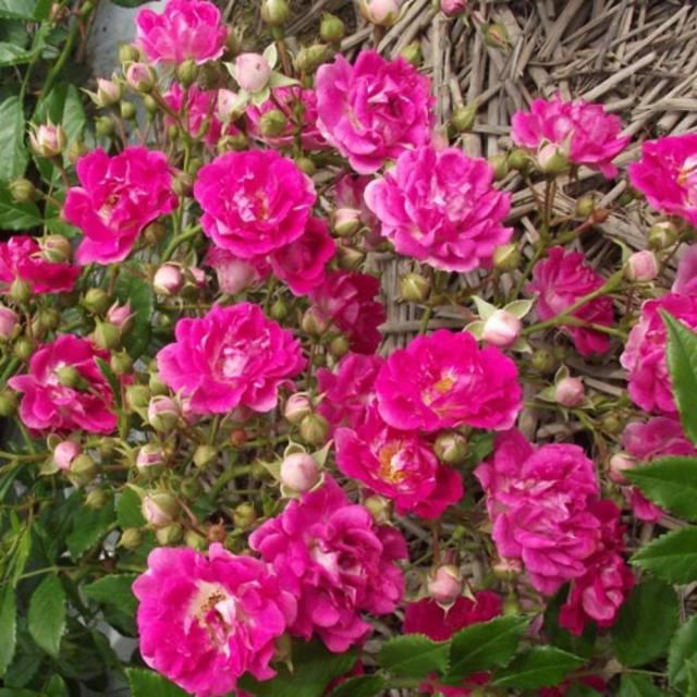 12 29 1 6出荷停止 バラ苗 2年大株 4号 スーパーエクセルサ Climbing Roses C0403 クライミング ローズ 送料無料 贈答 大感謝祭 お歳の通販はau Pay マーケット 花とお酒とギフト銀座東京フラワー