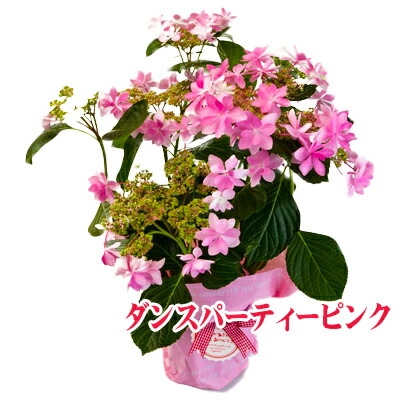 銀座の紫陽花 ダンスパーティ ピンク 5号鉢 ギフト 送料無料 沖縄 1000円 贈答 バレンタイン ホワイトデー 母の日 早割の通販はau Pay マーケット 花とお酒とギフト銀座東京フラワー