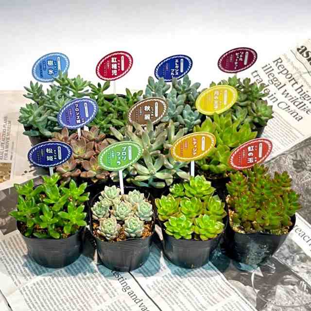 選べる 多肉植物 2 5寸 小さくてかわいいサイズ 買えば買うほどお得 観葉植物 インテリア 寄せ植え プレゼント の通販はau Pay マーケット 花とお酒とギフト銀座東京フラワー