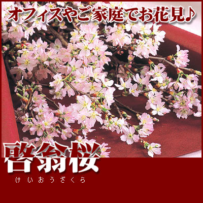 桜ギフト 啓翁桜の花束 楽ギフ 包装 楽ギフ メッセ入力の通販はau Pay マーケット 花とお酒とギフト銀座東京フラワー