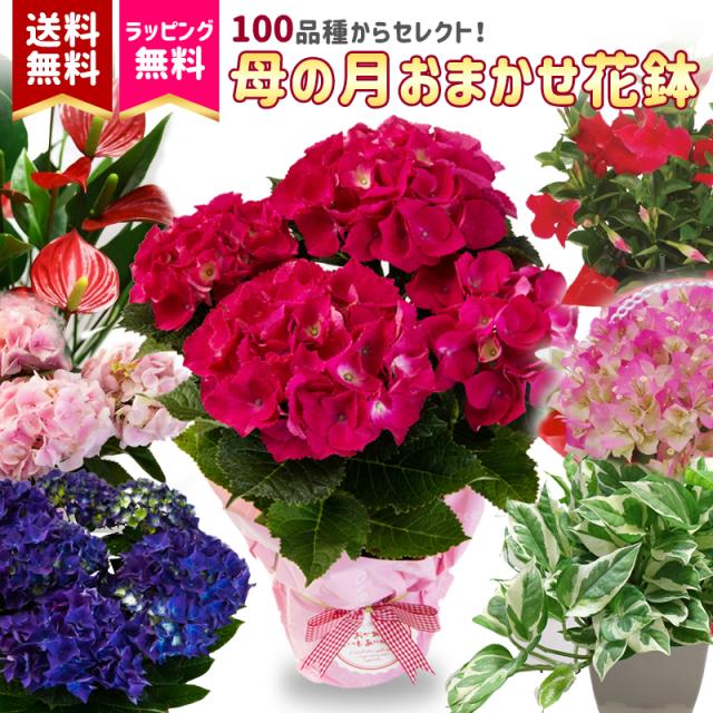 21季節の花鉢 春 おまかせ 鉢植え 花鉢 盆 内祝い ギフト 送料無料 母の日 プレゼント 盆栽 花壇 園芸 カーネーション ベゴニア アジサの通販はau Pay マーケット 花とお酒とギフト銀座東京フラワー