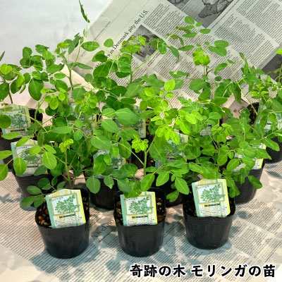 入荷後随時発送 モリンガ 苗 奇跡の木 モリンガの木 3号ポット 国産 12苗 セット 送料無料 スーパーフード 生命の木 植林 樹木 ハの通販はau Pay マーケット 花とお酒とギフト銀座東京フラワー