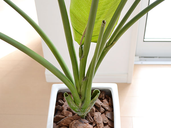 人工観葉植物 ストレリチア レギネ バードオブパラダイス 極楽鳥花 ロングスクエア陶器鉢 光触媒加工 造花 インテリア フェイク 人気 の通販はau Pay マーケット フラワーコーポレーション