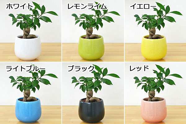 送料無料 ミニ観葉植物 ガジュマル 多幸の木 陶器鉢付き ハイドロカルチャー 敬老の日 インテリア 人気 お祝い ギフト プレゼント の通販はau Pay マーケット フラワーコーポレーション