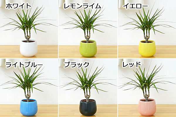 送料無料 ミニ観葉植物 ドラセナ コンシンネ陶器鉢付き ハイドロカルチャー の通販はau Pay マーケット フラワーコーポレーション